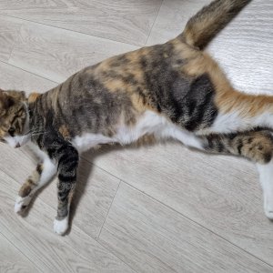 고양이를 찾습니다 고양이 전단지