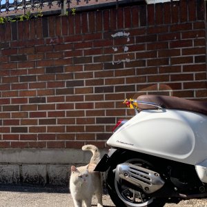 고양이를 찾습니다 기타묘종 서울특별시 중랑구