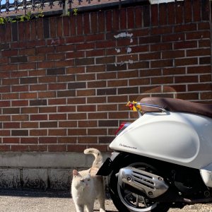 고양이를 찾습니다 고양이 전단지