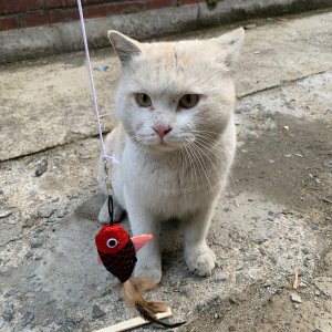 고양이 실종 기타묘종 서울특별시 중랑구
