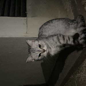 고양이 주인을 찾습니다 고양이 전단지
