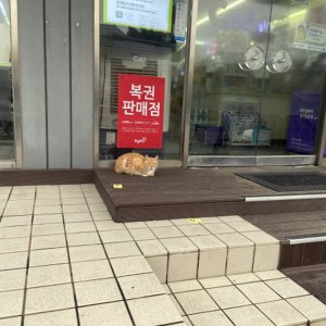 고양이 주인을 찾습니다 고양이 전단지