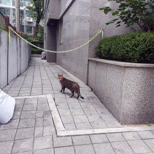 고양이 주인을 찾습니다 벵갈캣 서울특별시 금천구