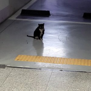 고양이 주인을 찾습니다 고양이 전단지