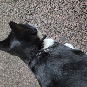 고양이 목격 기타묘종 경상남도 창원시 의창구