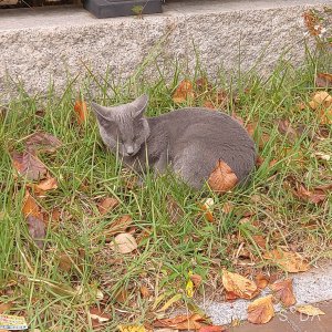 고양이 목격 러시안블루 경상남도 창원시 진해구