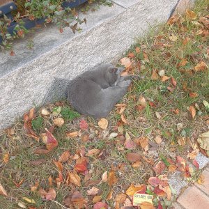 고양이 주인을 찾습니다 고양이 전단지