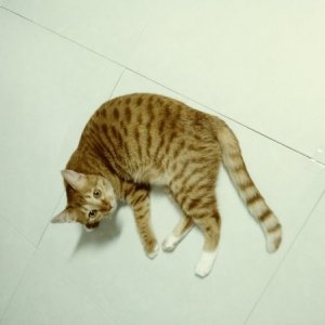 고양이를 찾습니다 코리아쇼트헤어 대구광역시 수성구