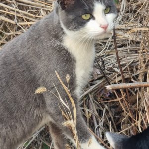 고양이를 찾습니다 고양이 전단지