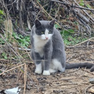 고양이를 찾습니다 고양이 전단지