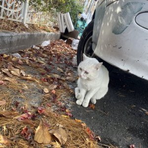 고양이 주인을 찾습니다 고양이 전단지