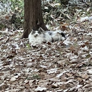 고양이 주인을 찾습니다 노르웨이지안포레스트캣 서울특별시 서초구