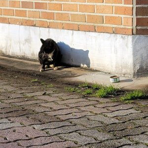 고양이 구조 기타묘종 충청북도 청주시 흥덕구