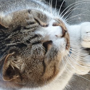 고양이 주인을 찾습니다 고양이 전단지
