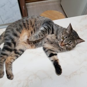 고양이 실종 믹스묘 서울특별시 용산구