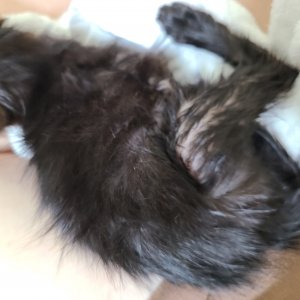 고양이 주인을 찾습니다 고양이 전단지
