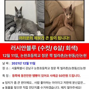 고양이를 찾습니다 고양이 전단지