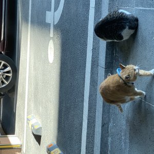 고양이 주인을 찾습니다 기타묘종 전라남도 담양군