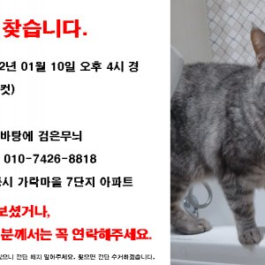 고양이 실종 브리티시쇼트헤어 세종특별자치시 전체