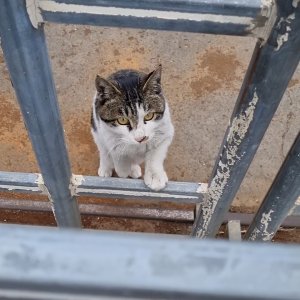 고양이 주인을 찾습니다 기타묘종 대구광역시 달서구