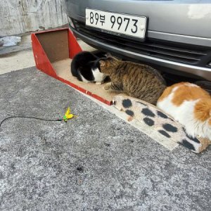 고양이 목격 기타묘종 서울특별시 중랑구