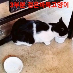 고양이를 찾습니다 고양이 전단지