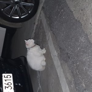 고양이 주인을 찾습니다 고양이 전단지