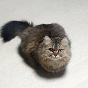 고양이 실종 친칠라캣 서울특별시 서초구