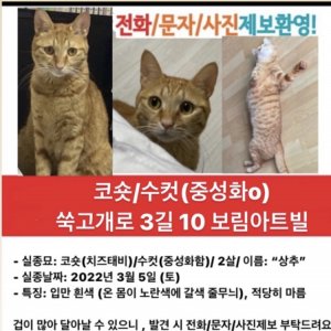 고양이 실종 아메리칸쇼트헤어 서울특별시 관악구