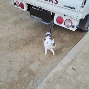 고양이 주인을 찾습니다 고양이 전단지