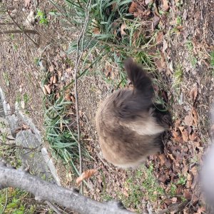 고양이 주인을 찾습니다 고양이 전단지