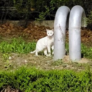 고양이 주인을 찾습니다 기타묘종 경기도 고양시 일산서구