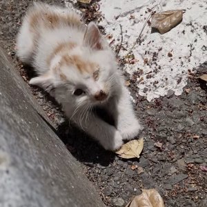 고양이 주인을 찾습니다 고양이 전단지