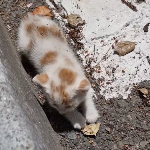 고양이 목격 기타묘종 대구광역시 수성구