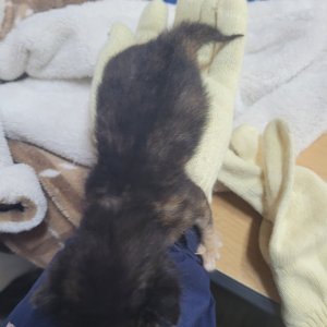 고양이 주인을 찾습니다 고양이 전단지