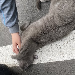 고양이 주인을 찾습니다 고양이 전단지