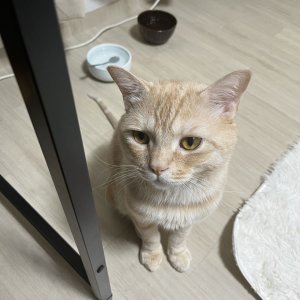 고양이 실종 브리티시쇼트헤어 서울특별시 도봉구