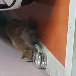 고양이 주인을 찾습니다 고양이 전단지