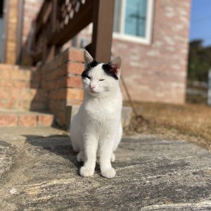 고양이 실종 기타묘종 경기도 평택시