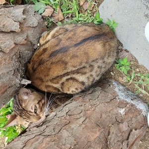 고양이 목격 벵갈캣 경기도 가평군