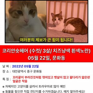 고양이 실종 코리아쇼트헤어 대전광역시 중구