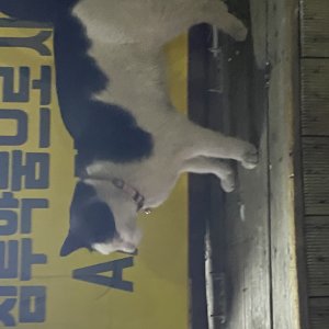 고양이 주인을 찾습니다 고양이 전단지