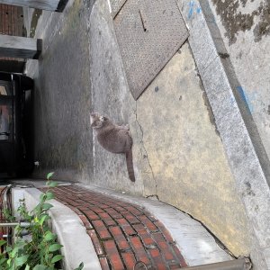 고양이 주인을 찾습니다 고양이 전단지