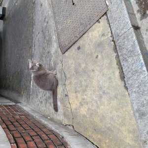 고양이 주인을 찾습니다 고양이 전단지