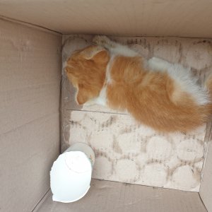 고양이 주인을 찾습니다 고양이 전단지