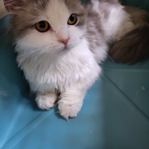 고양이 구조 브리티시롱헤어 서울특별시 강서구
