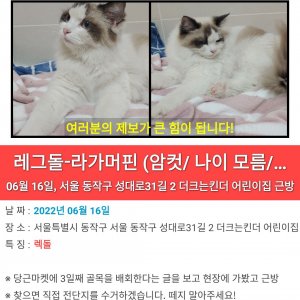 고양이 주인을 찾습니다 래그돌 서울특별시 동작구