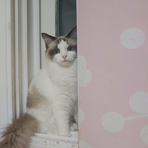 고양이 주인을 찾습니다 고양이 전단지