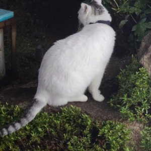 고양이 목격 기타묘종 부산광역시 동래구