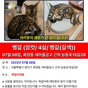 고양이 실종 벵갈캣 서울특별시 광진구